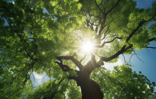 Tall Tree