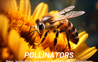 pollinators